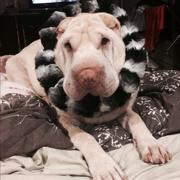 Meet your Posher, xoxo klowe - Picture 4 of 12